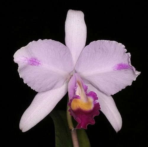 Orquídea Cattleya