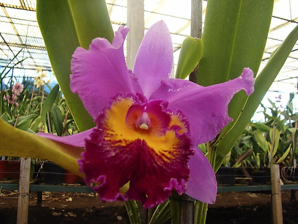 Orquídeas Cattleya