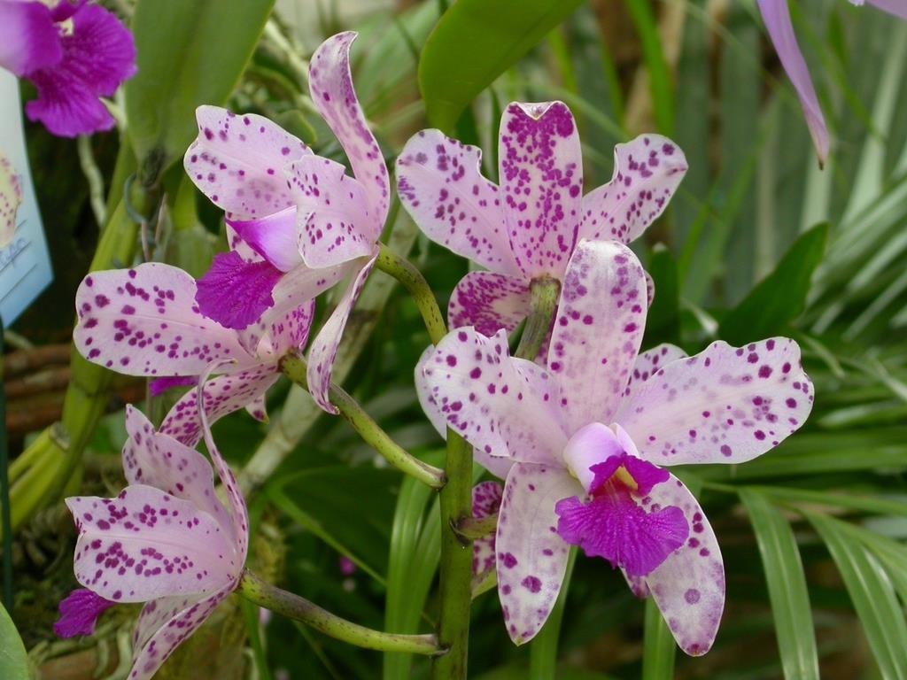 Orquídeas Cattleya