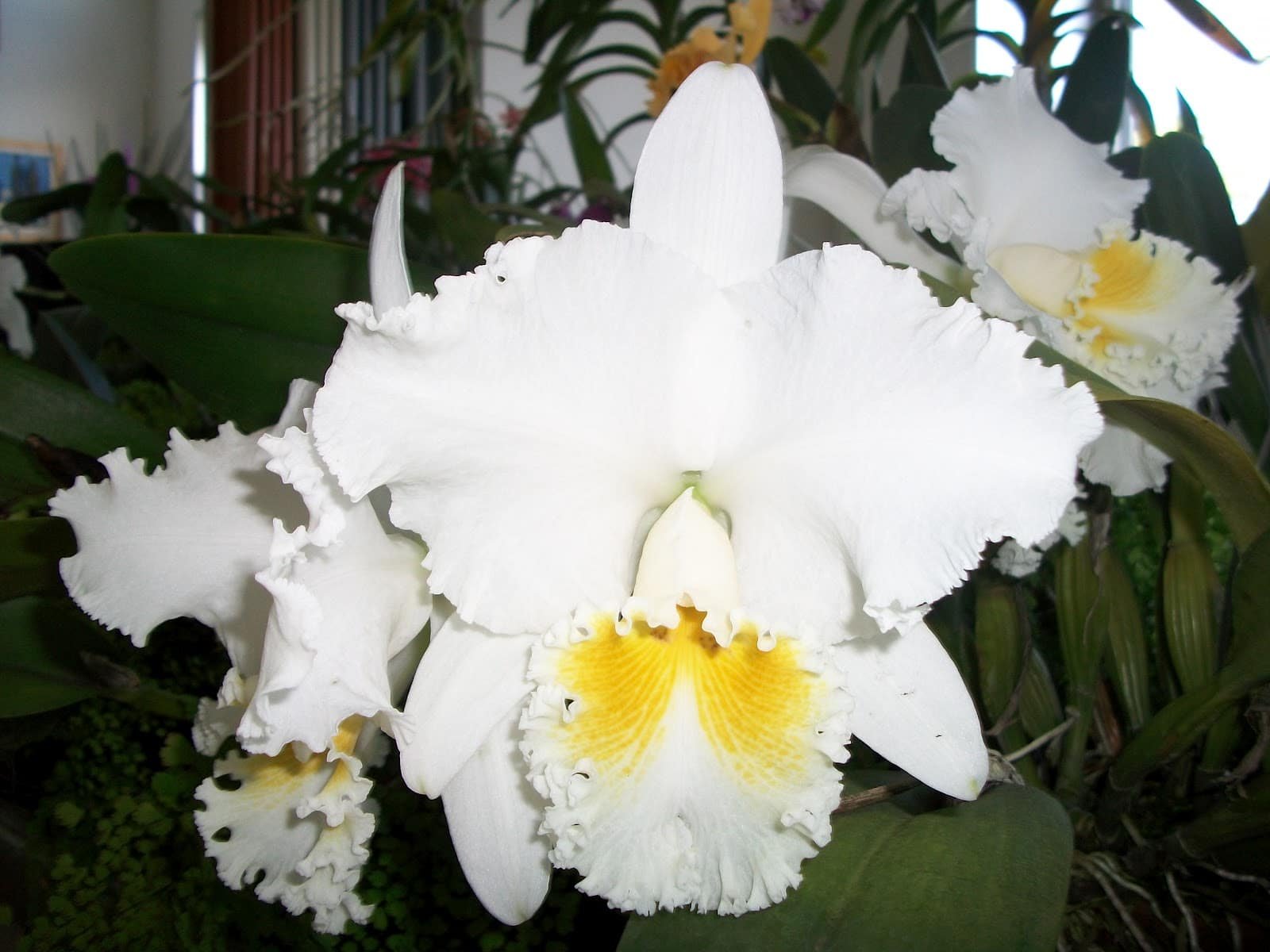 Orquídeas Cattleya