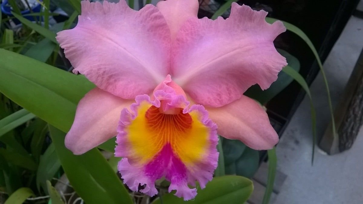 Orquídeas Cattleya