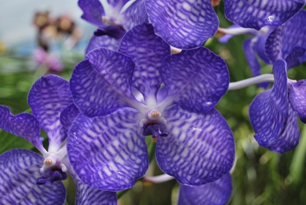 orquídeas azules