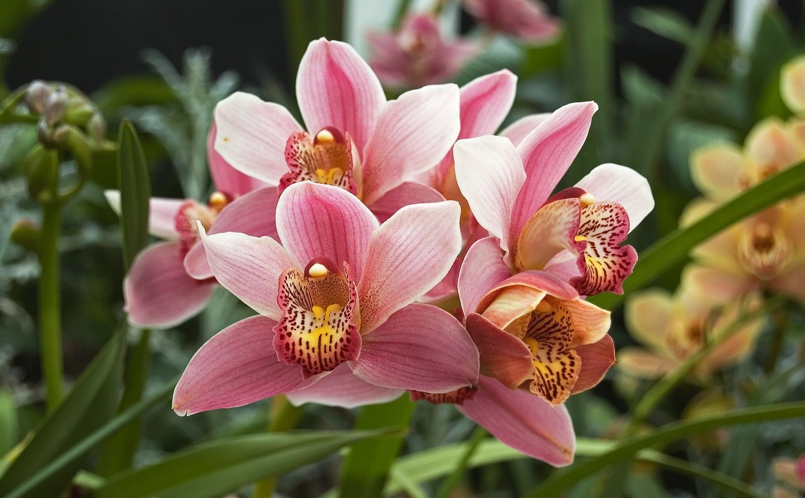 Orquídeas cymbidium