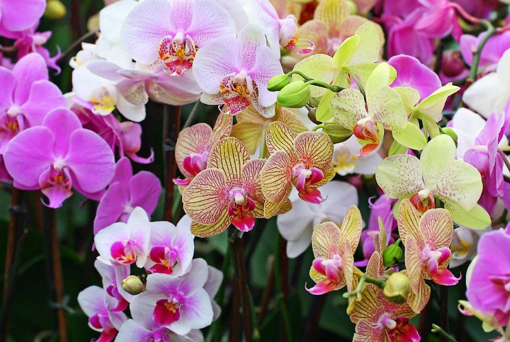 Orquídeas phalaenopsis