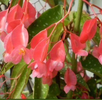 Begonia elatior: Aprende todo sobre esta especie de flor