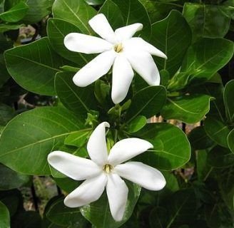 Gardenia tahitensis: Todo lo que necesitas saber de este arbusto aromático