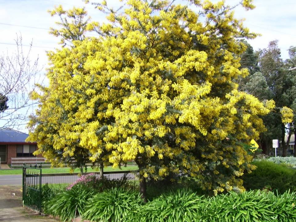 acacia