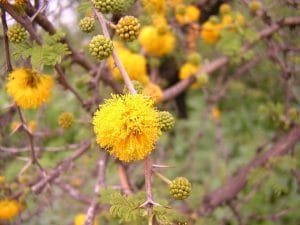 acacia
