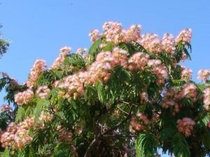acacia