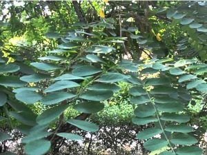 acacia