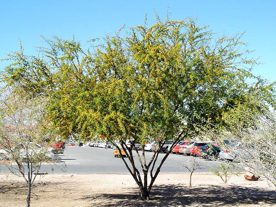 acacia