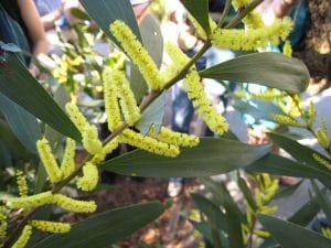acacia