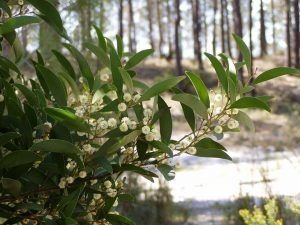 acacia
