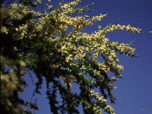 acacia