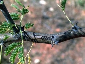 acacia