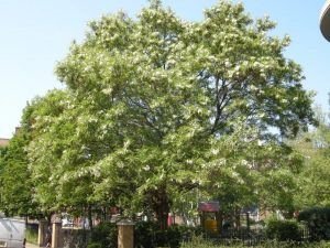acacia