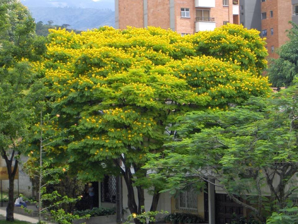 acacia