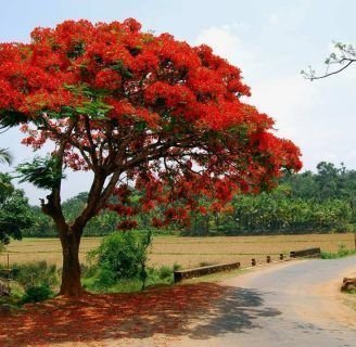 Acacia: Beneficios, significado, especies, semilla y más