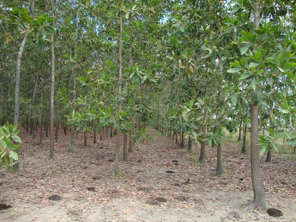 acacia