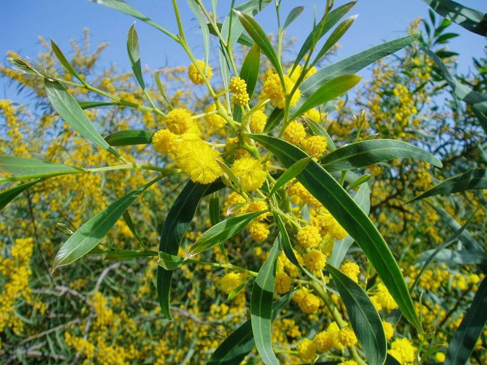acacia