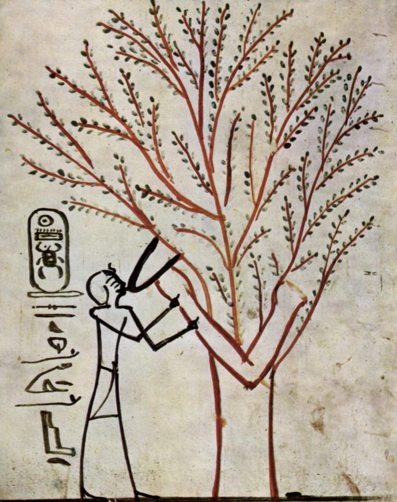 acacia