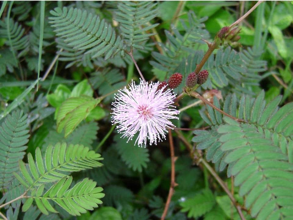 acacia