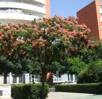 Acacia constantinopla: Todo lo que debes saber sobre este árbol
