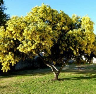 Acacia dealbata (Mimosa o baylellana) todo lo que debes saber