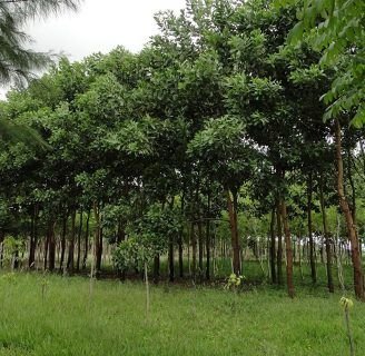 Acacia mangium: Características,cultivo,reforestación y mucho más