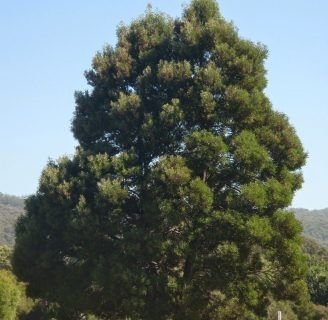 Acacia melanoxylon (acacia negra o australiana) Lo que no sabes