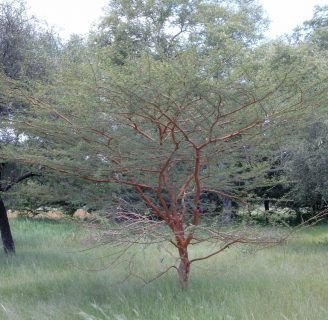 Acacia seyal: Entérate de algunas curiosidades sobre este árbol