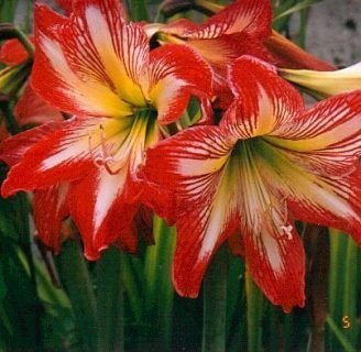 Belladonna lily: Lo que no sabes de esta especie de planta