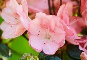 azalea japonica