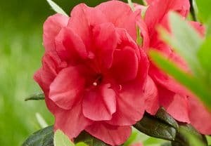 azalea japonica