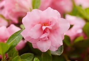 azalea japonica