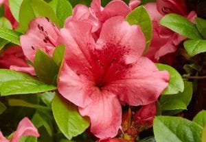 azalea japonica