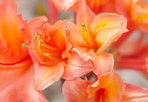 azalea japonica