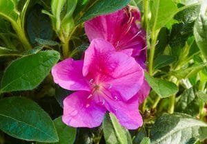 azalea japonica