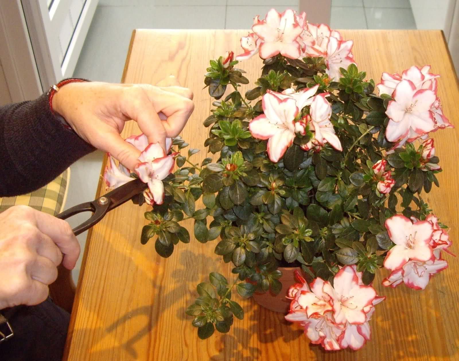 azalea japonica