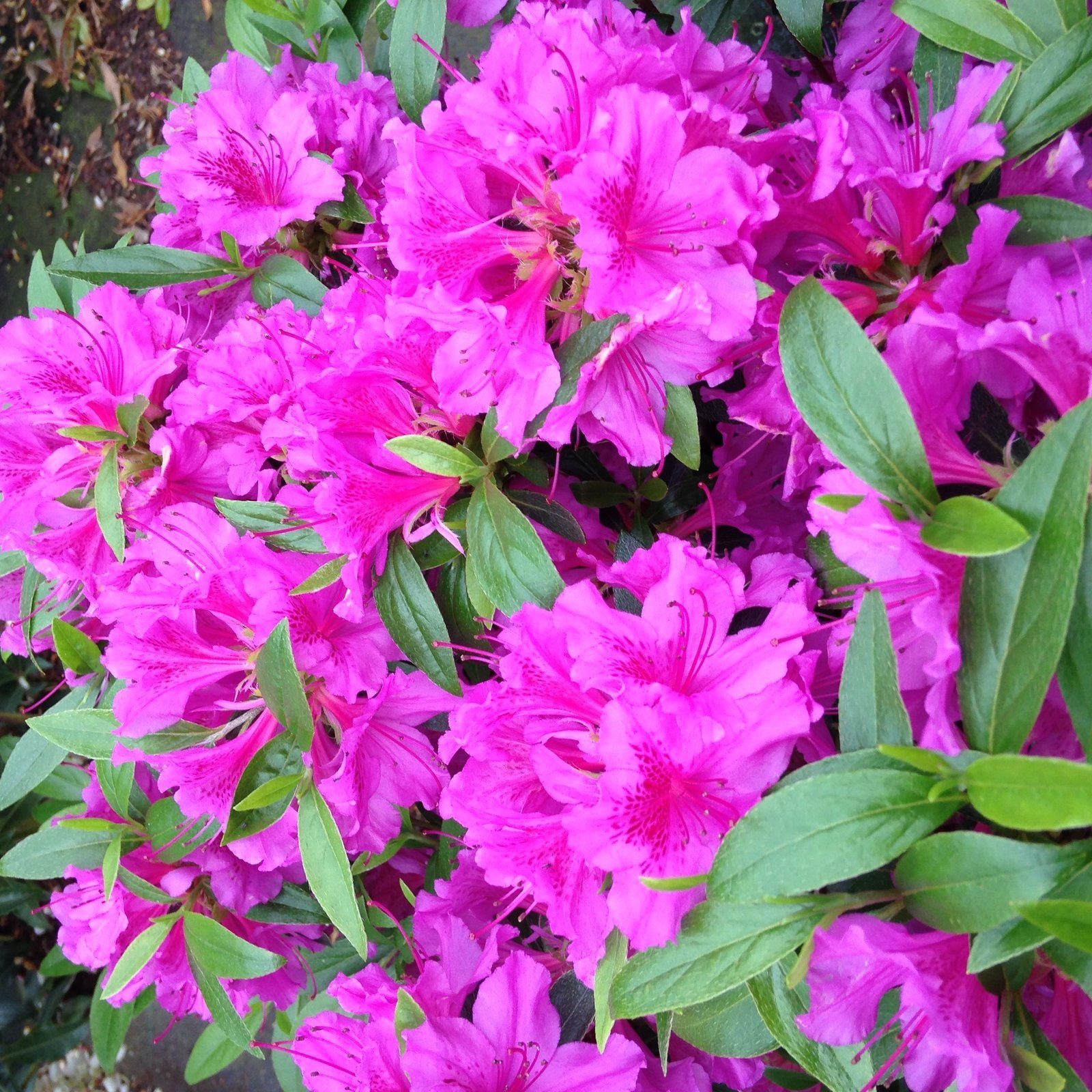 Azalea Jap nica Variedades Cuidados Poda Y Mucho M s Azalea Jap nica Variedades Cuidados Poda Y Mucho M s