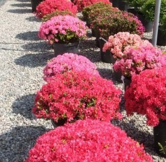 Azalea japónica: Variedades, cuidados poda y mucho más