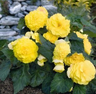 Begonia tuberhybrida: Propiedades, significado, efectos,  usos y más