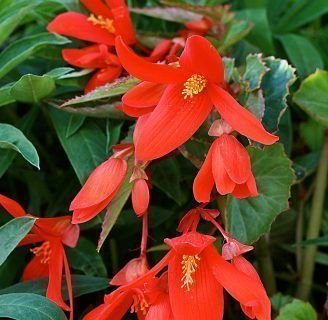 Begonia boliviensis: Todo lo que debes saber de esta especie