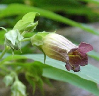 Belladona o atropa belladona: Lo que ignoras de esta eficaz planta