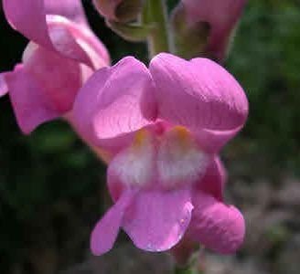 Flor Boca de dragon: Lo que nadie te ha dicho sobre esta extraña planta