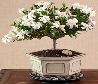 Gardenia bonsai: Todo lo que te interesa saber sobre este árbol miniatura
