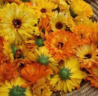 Caléndula: Características, propiedades, beneficios y más