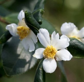 Camellia oleifera: Todo lo que debes saber de esta especie de planta
