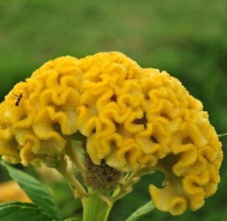 Celosía Cristata: Hierbas o arbustos cultivados como comestibles