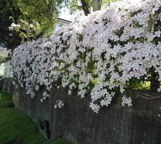 Clematis Avalanche